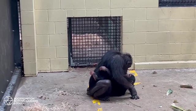 <p>Baby chimp rushes into his mother’s arms as pair reunite after three-year-old bitten by snake </p>