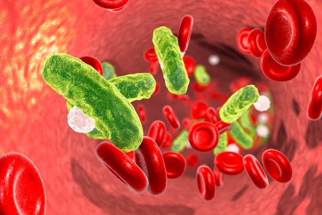 <p>Sepsis, bacteria in blood. 3D illustration showing rod-shaped bacteria in blood with red blood cells and leukocytes</p>