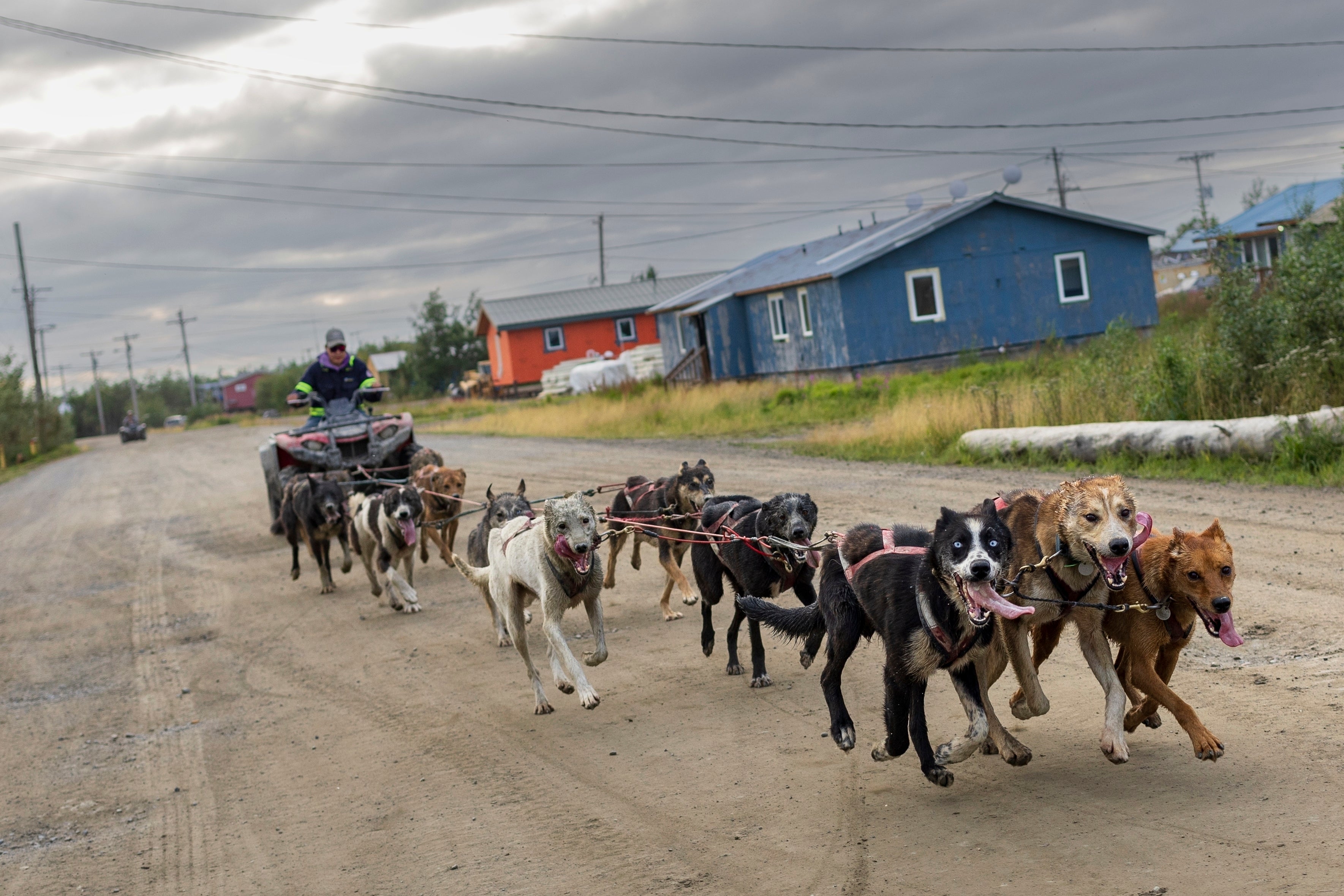 Sled dogs run through the streets of Akiachak, Alaska, on Aug. 18, 2023