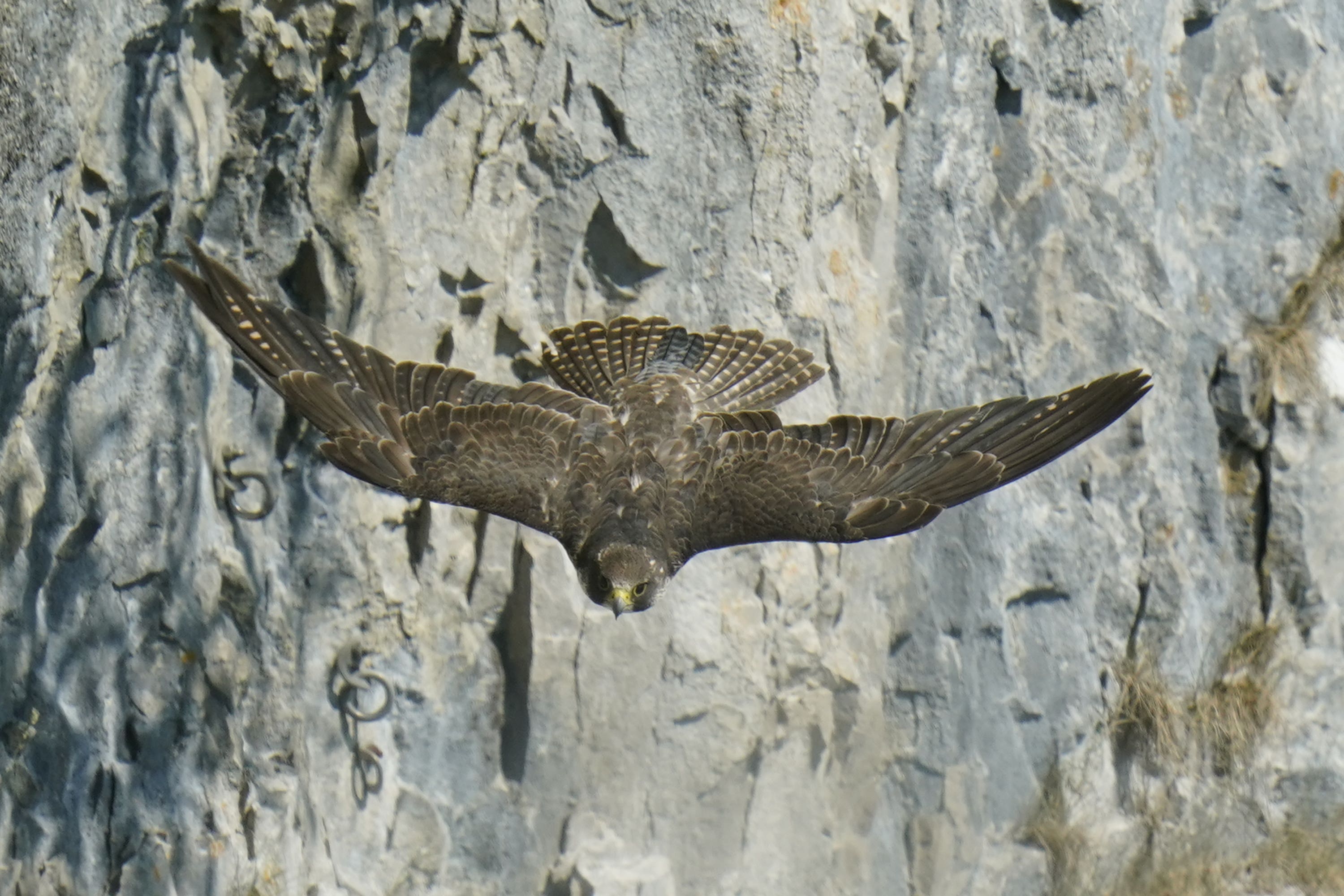 A peregrine falcon at Malham Cove, in the Yorkshire Dales National Park (Danny Lawson/PA)