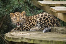 Critically endangered leopard cub takes first steps at UK wildlife park