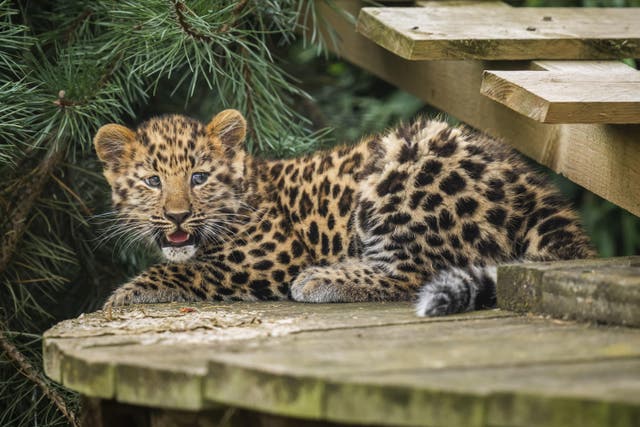 The critically endangered Amur Leopard cub born in Europe this year takes its first steps into its reserve at the Yorkshire Wildlife Park in Doncaster (Danny Lawson/PA)