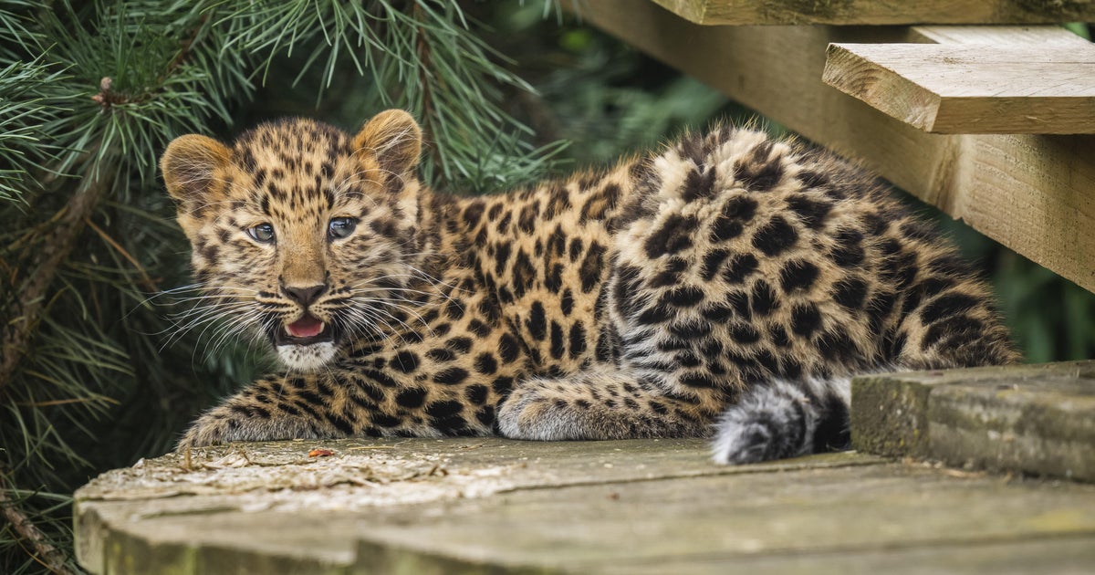 Amur Leopard