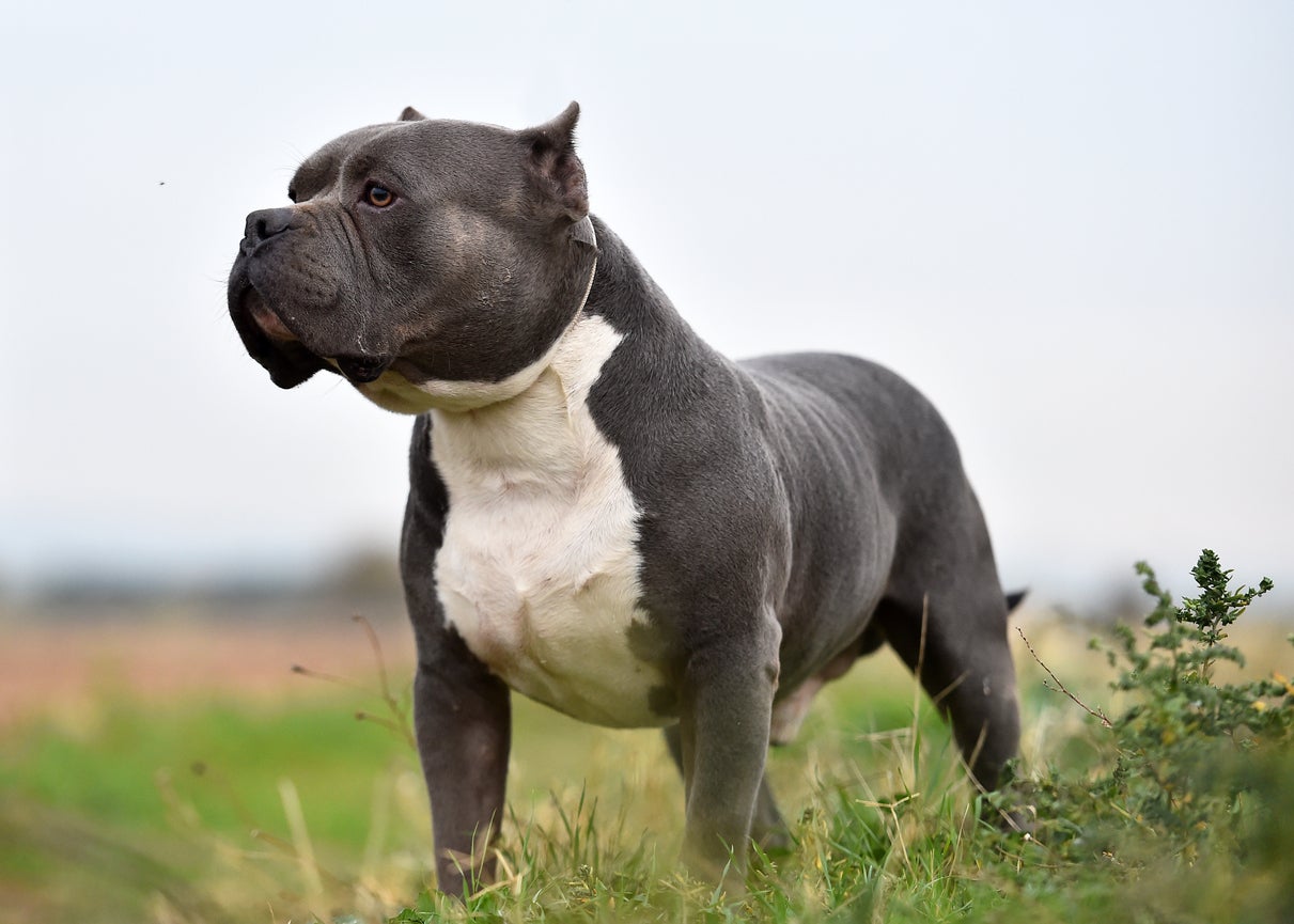 Bully cheap xl breed