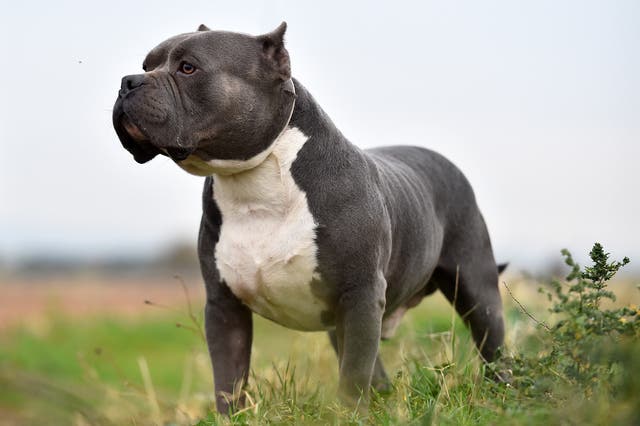 <p>American XL bully’s are dogs are close to the pitbull terrier and have been crossbred with other breeds such as English bulldogs, Olde English Bulldogge and American bulldogs</p>