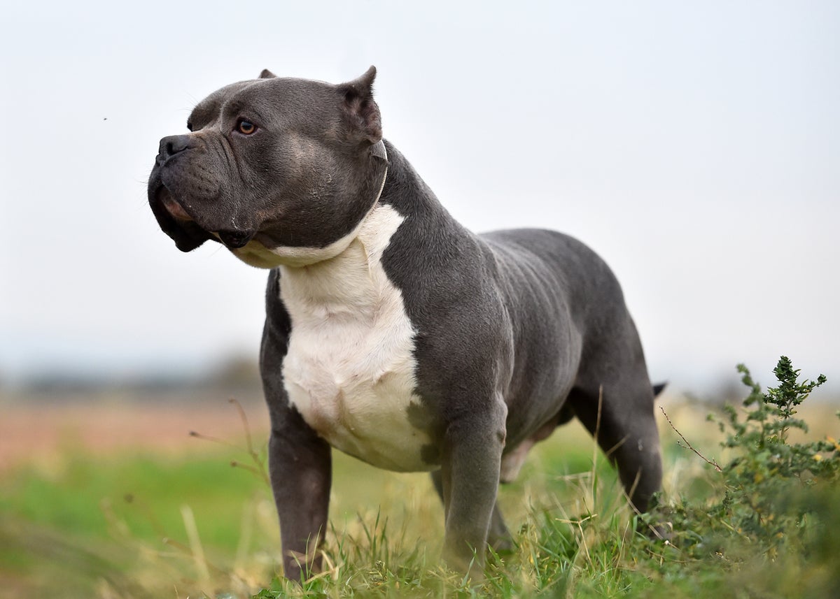 What are American bully XL dogs – and why could the government