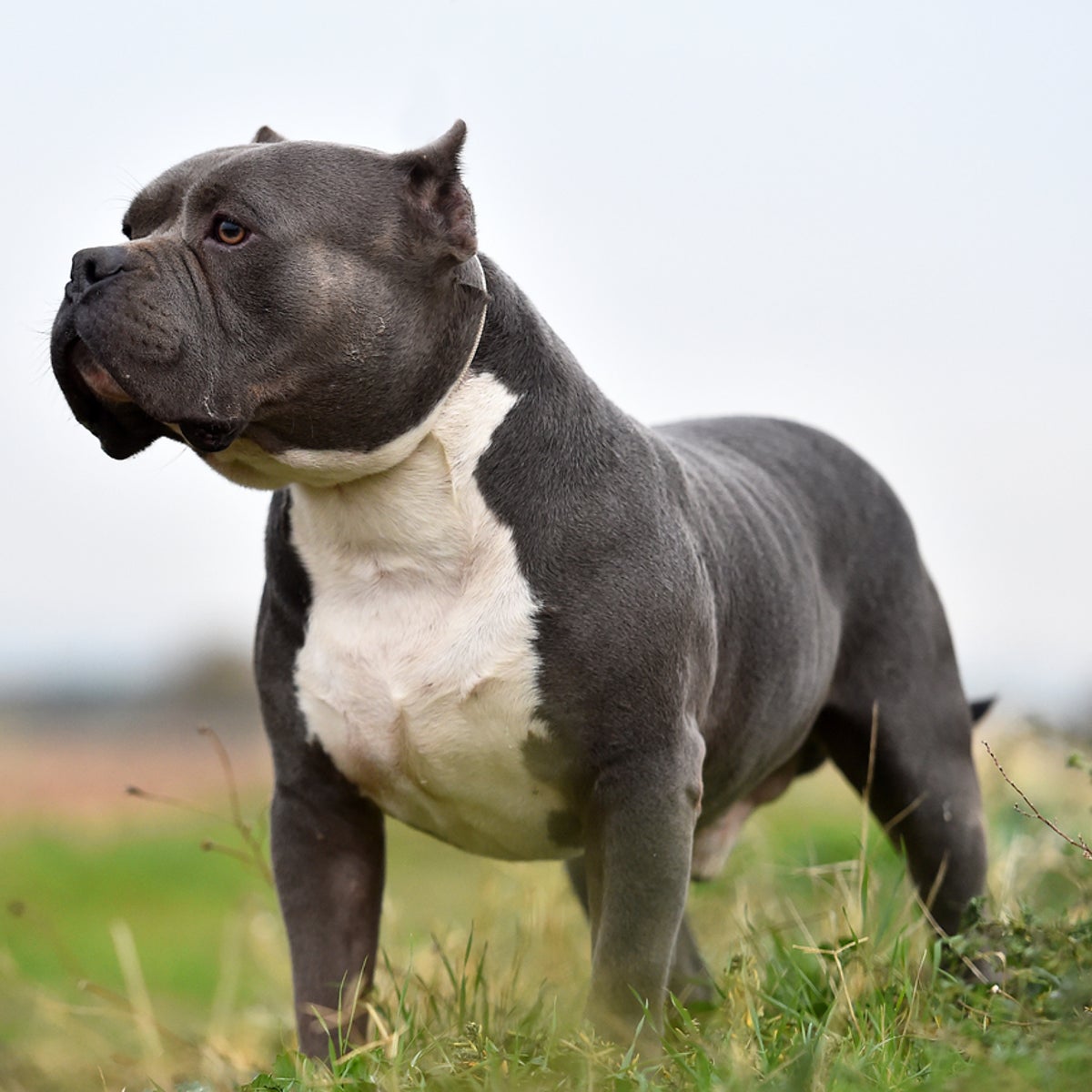 What are American bully XL dogs – and why could the government face a tough time banning them? | The Independent