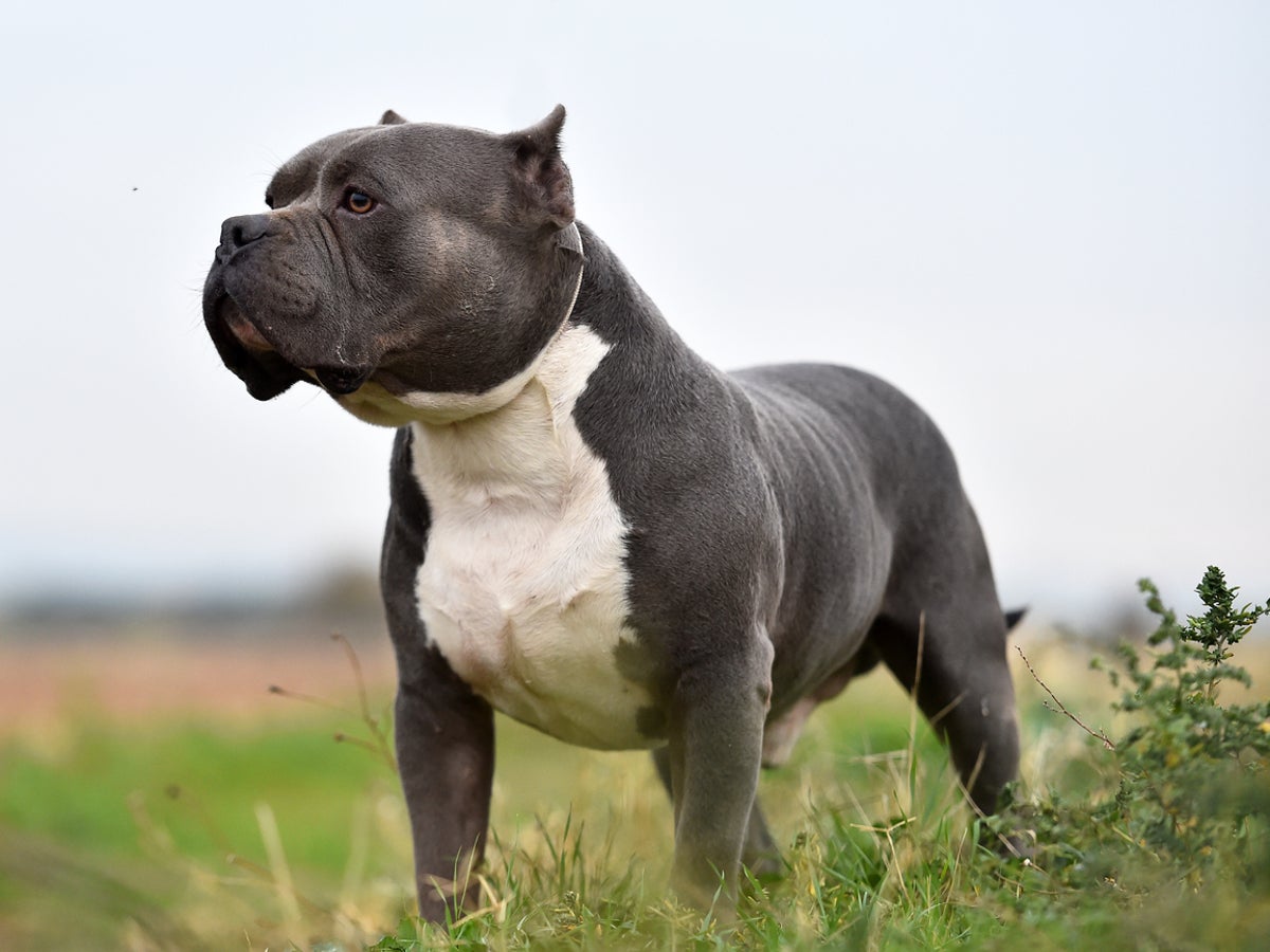 What are American bully XL dogs – and why could the government