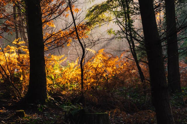 UK forests could have a longer and delayed season of changing colours (Forestry England/PA)