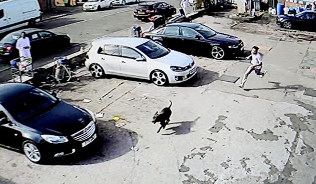 <p>CCTV footage of the dog attacking members of the public on a garage forecourt, in Bordelsy Green, Birmingham</p>