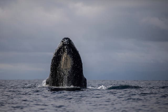 COLOMBIA-BALLENAS