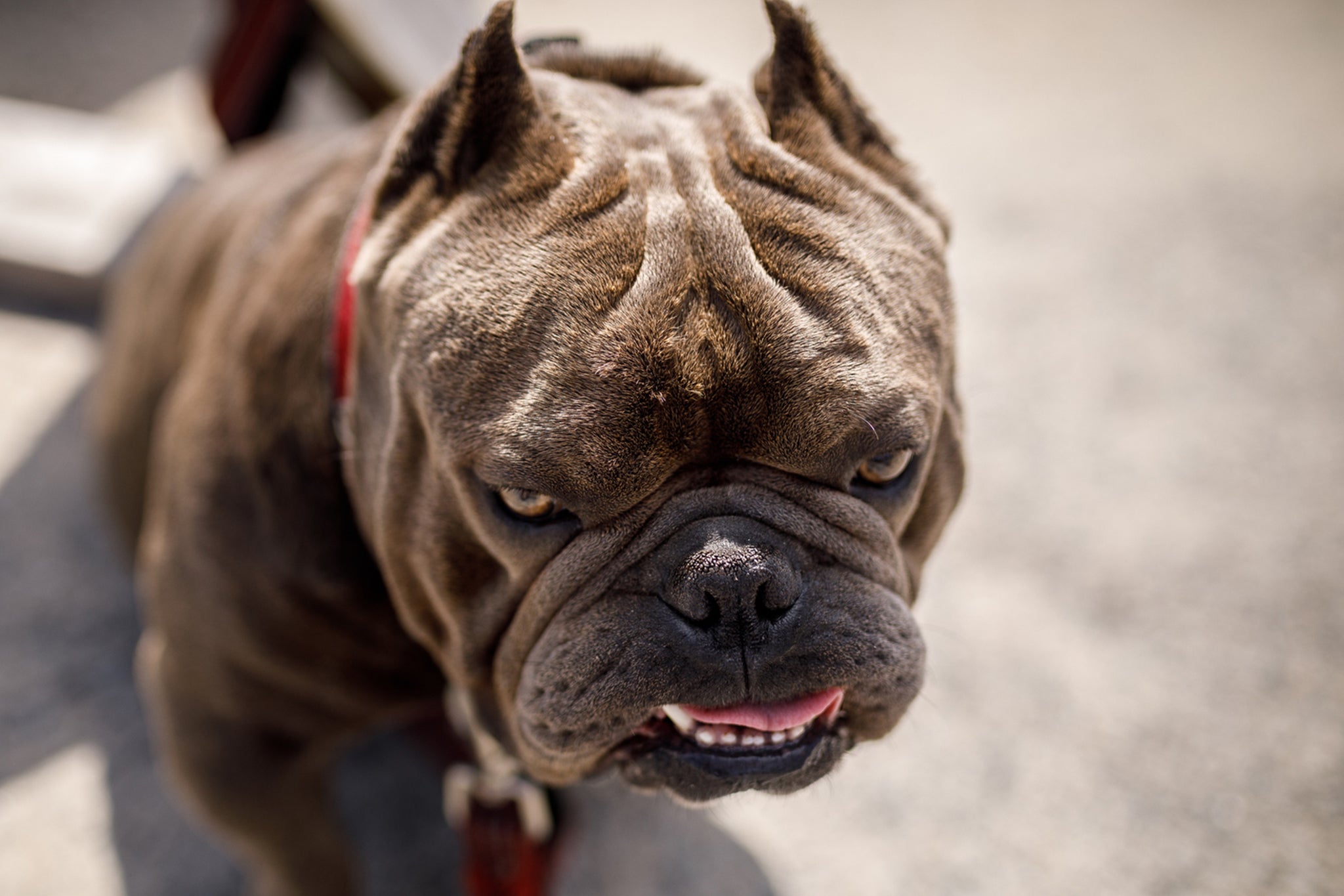 What is an XL bully and is the dog breed illegal in the UK?