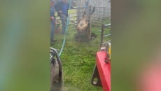 Incredible moment cow pulled out of sinkhole in County Durham