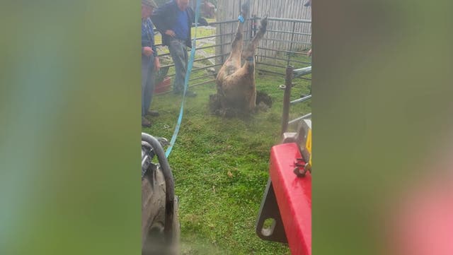 <p>Incredible moment cow pulled out of tiny sinkhole near country park in County Durham.</p>