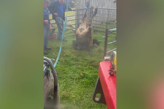 <p>Incredible moment cow pulled out of tiny sinkhole near country park in County Durham.</p>