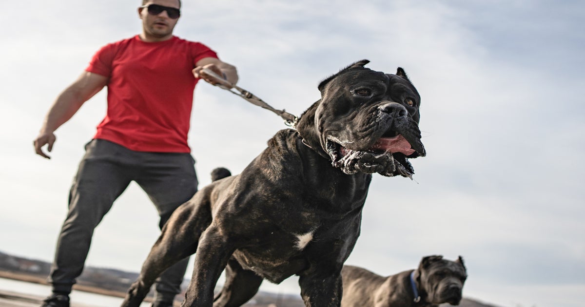 Are Bully Dogs Dangerous?