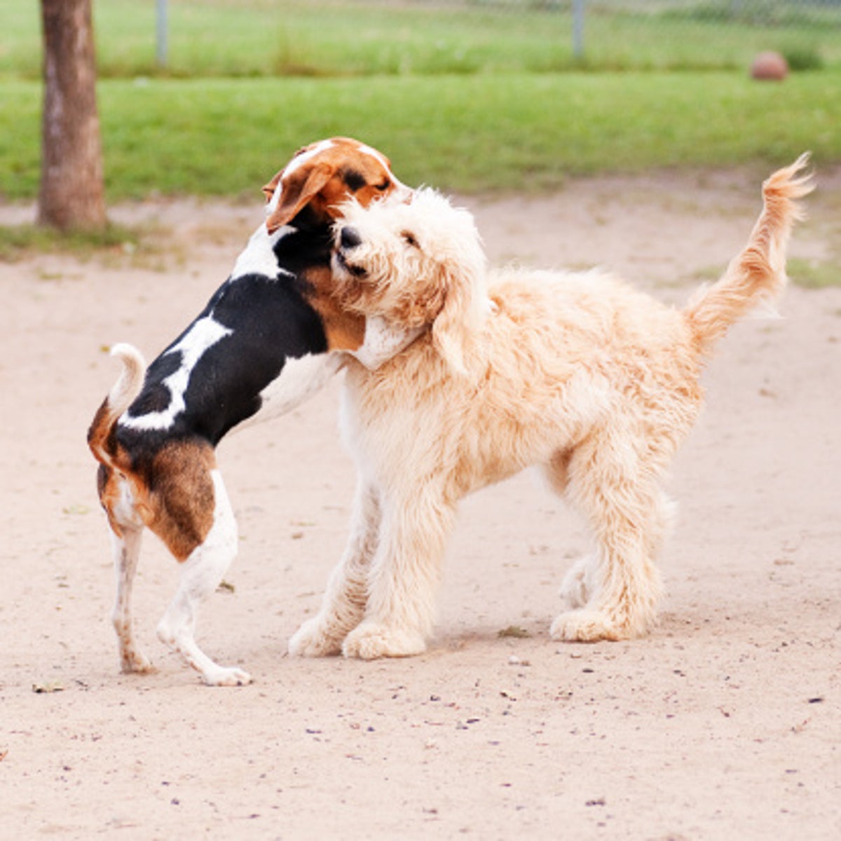 Dog and her puppy adopted together: ‘They are inseparable’