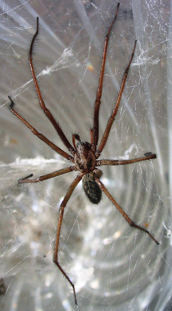 Female house spiders can survive for several years