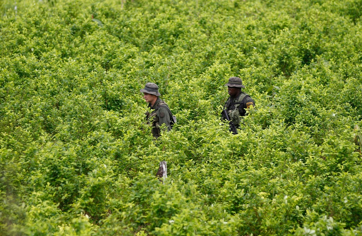 UN says Colombia's coca crop at all-time high as officials promote new ...