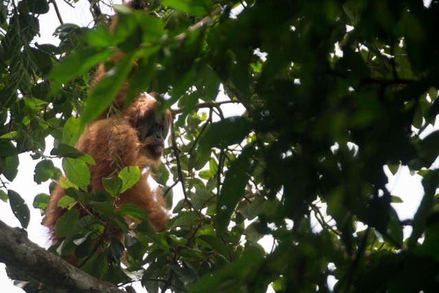 The Tapanuli orangutan has been described by the World Wildlife Fund as the most endangered of all great apes (Alamy/PA)