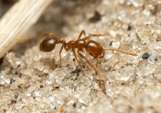 Europe witnessing spread of invasive red fire ants with painful bites: ‘We knew this day would come’