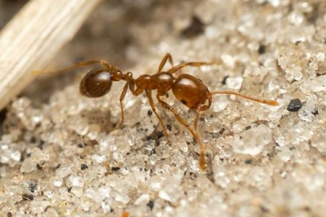 <p>Close up photo of ‘Solenopsis invicta’ or the red fire ant that is native to South America </p>