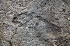 Fossil tracks in South Africa may be oldest evidence yet of humans wearing footwear