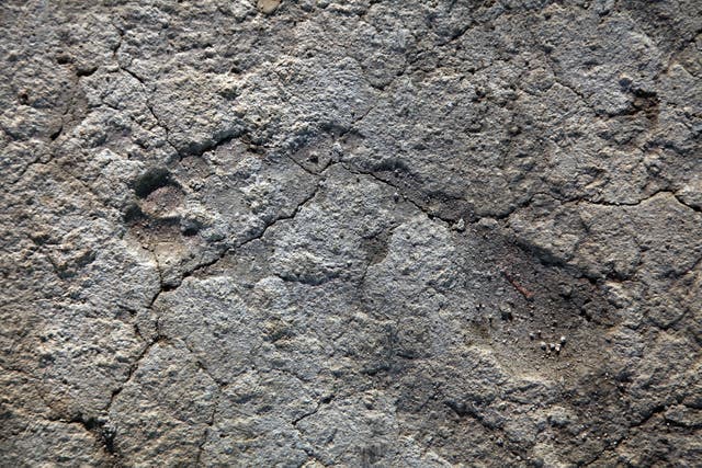 <p>This handout photo made available by the Israeli Antiquities Authority (IAA) on October 20, 2009 shows a 1,700-year-old footprint found in the bedding of an ancient Roman mosaic in the ruins of a 4th century AD building in Lod in central Israel</p>