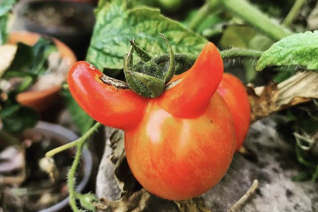 Gardening - Mutant Tomatoes