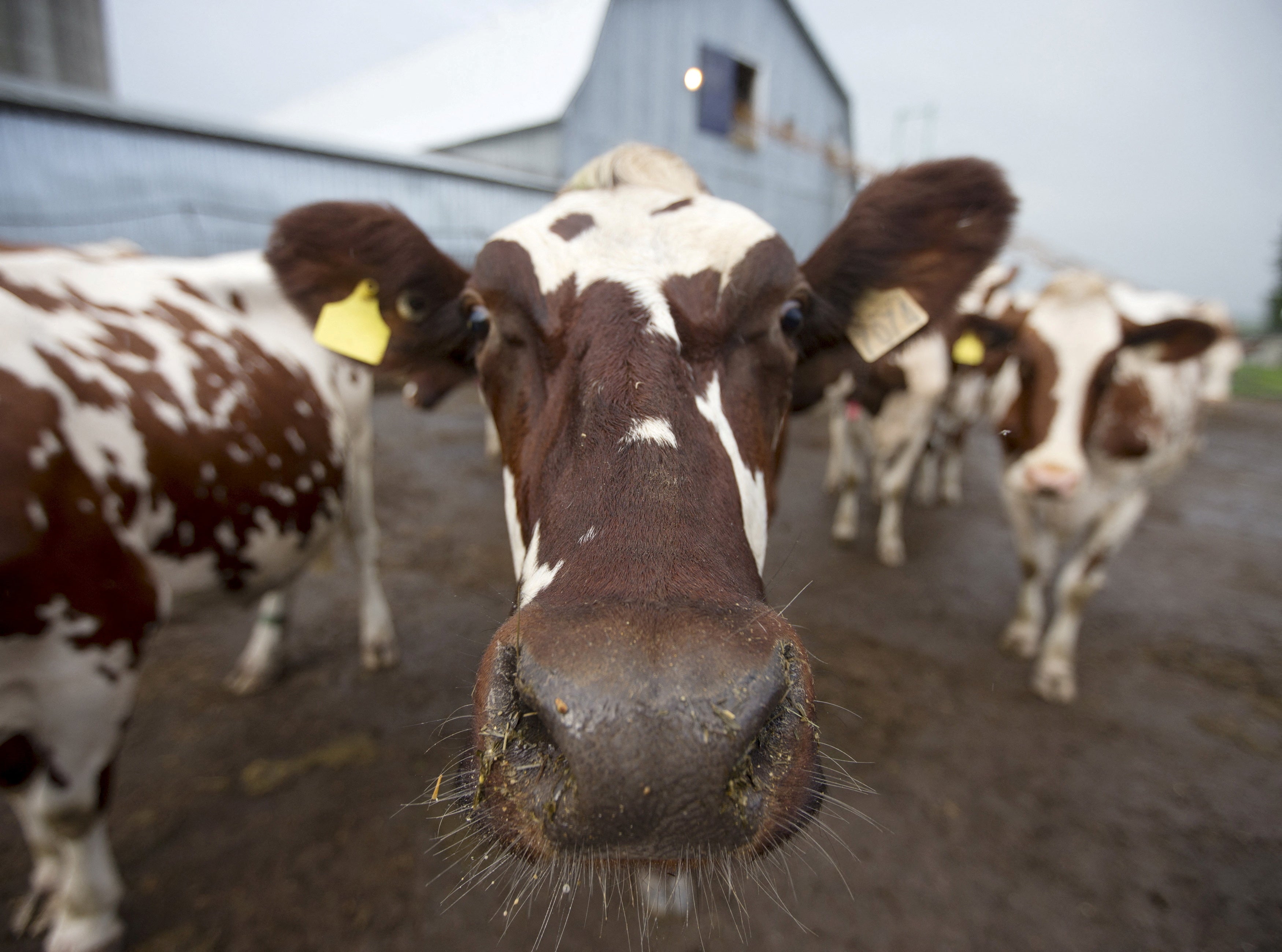 <p>Organic dairy farming could have environmental benefits </p>