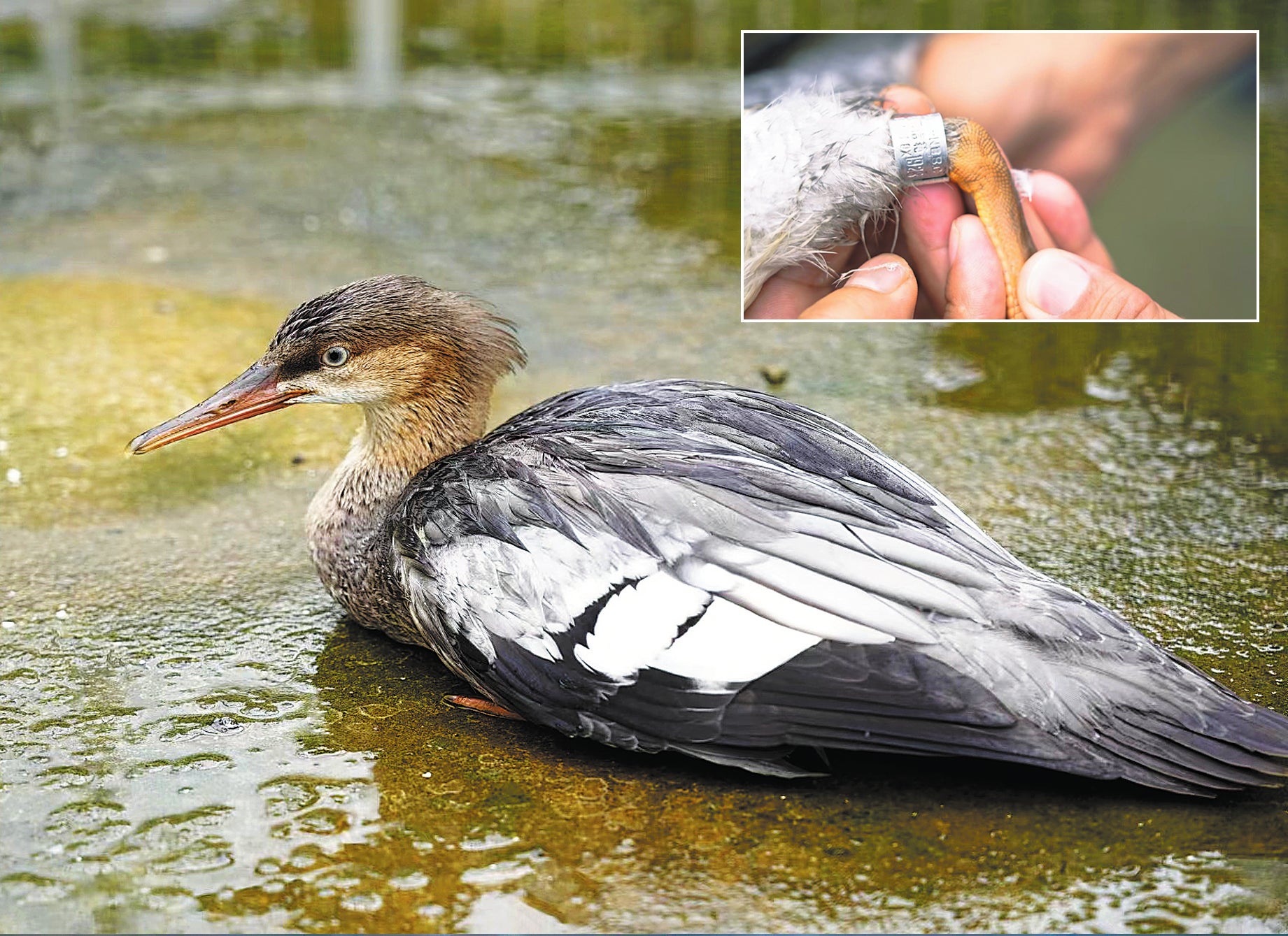 A juvenile Chinese merganser is seen at the wildlife rescue station of the Changbai Mountain Nature Conservation Management Centre in Jilin. It is banded before being released into the wild