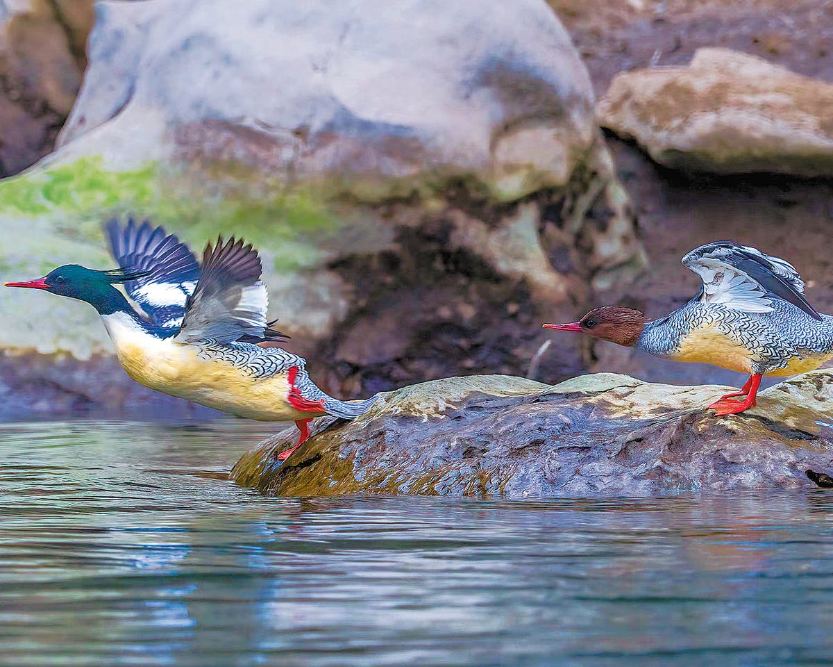 Rescued waterfowl ready for the wild | The Independent