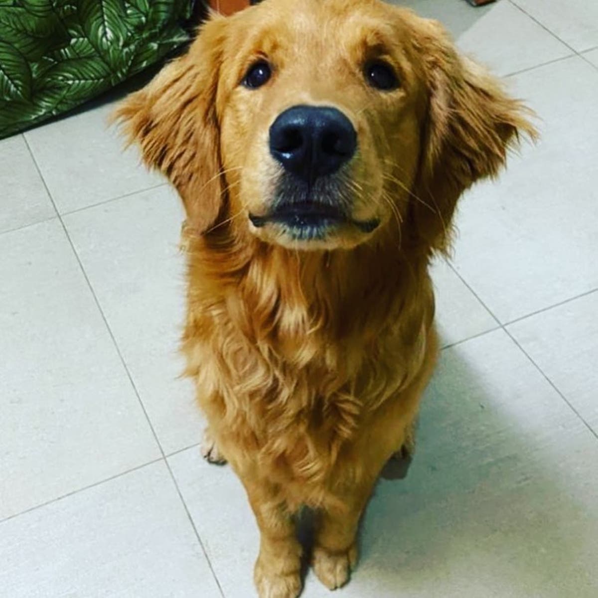 Family dog shot by police officer in front of children | The Independent