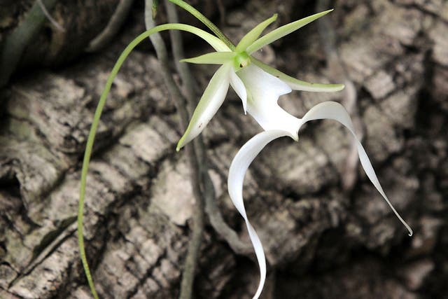 Ghost Orchid-Lawsuit