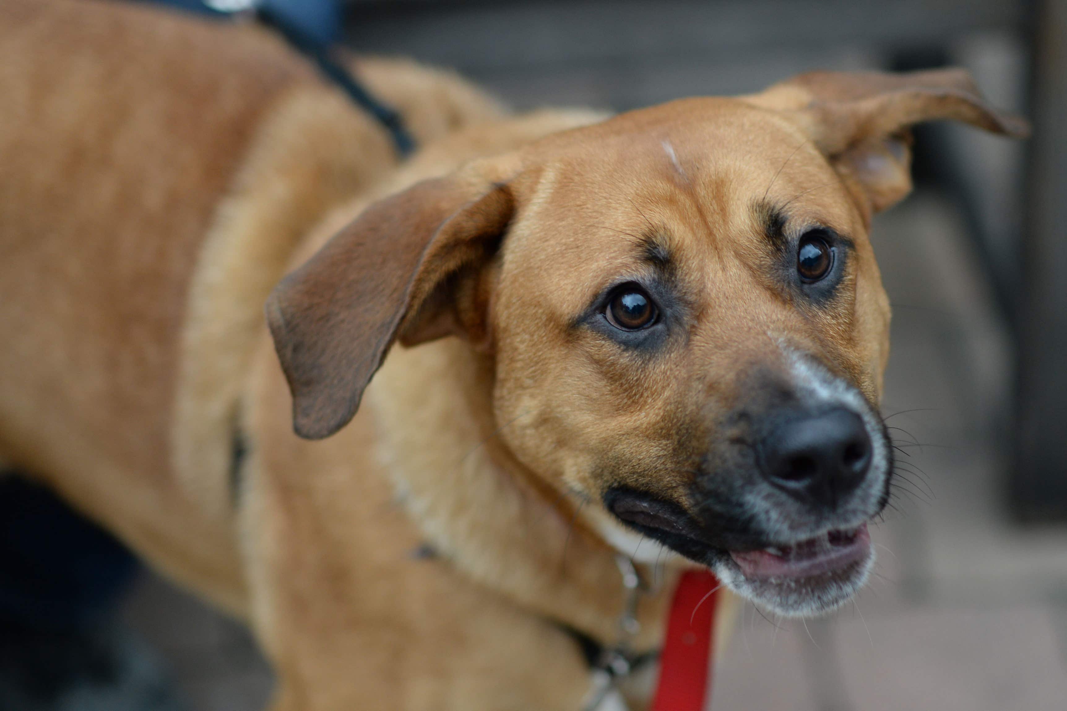 Humans have contracted Brucella canis, a bacteria infection found in dogs (Stefan Rousseau/PA)