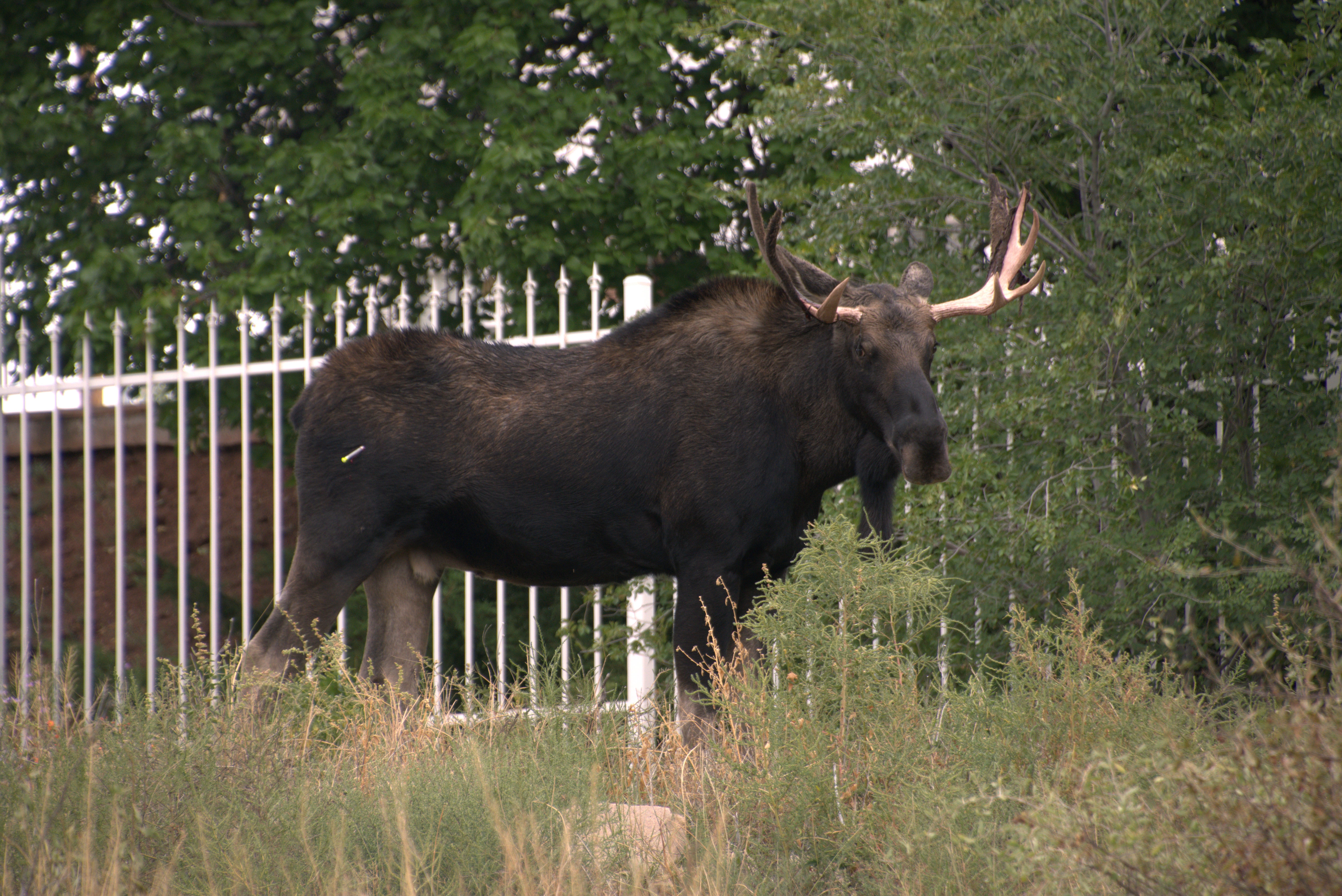 Moose On The Loose