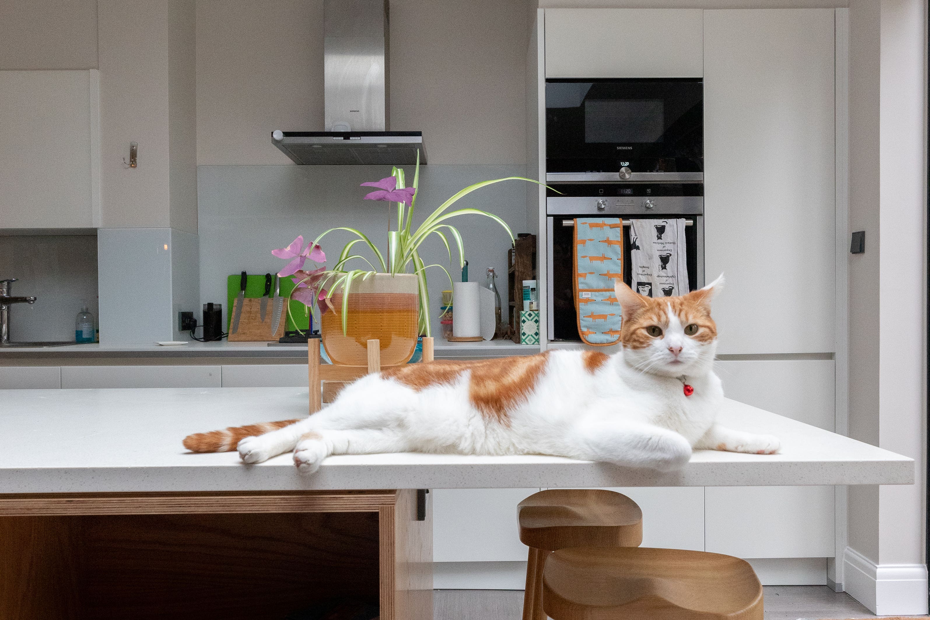 More and more people are opting for pet-specific living spaces when renovating their homes (Absolute Project Management/Houzz/PA)