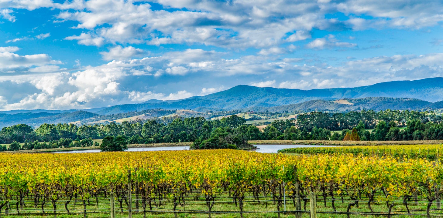The Yarra Valley is around 90 minutes away from Melbourne