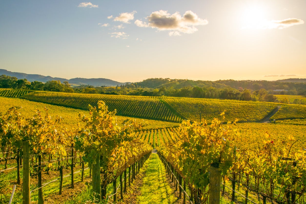 Wine-producing regions offer an especially picturesque place to spend your holiday