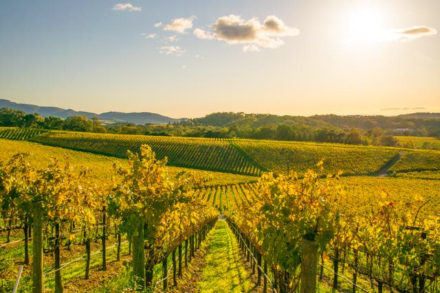 <p>Wine-producing regions offer an especially picturesque place to spend your holiday </p>