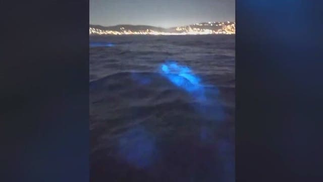 <p>Bright blue dolphins swimming through bioluminescent waters off California coast.</p>