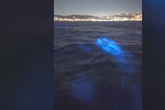 <p>Bright blue dolphins swimming through bioluminescent waters off California coast.</p>
