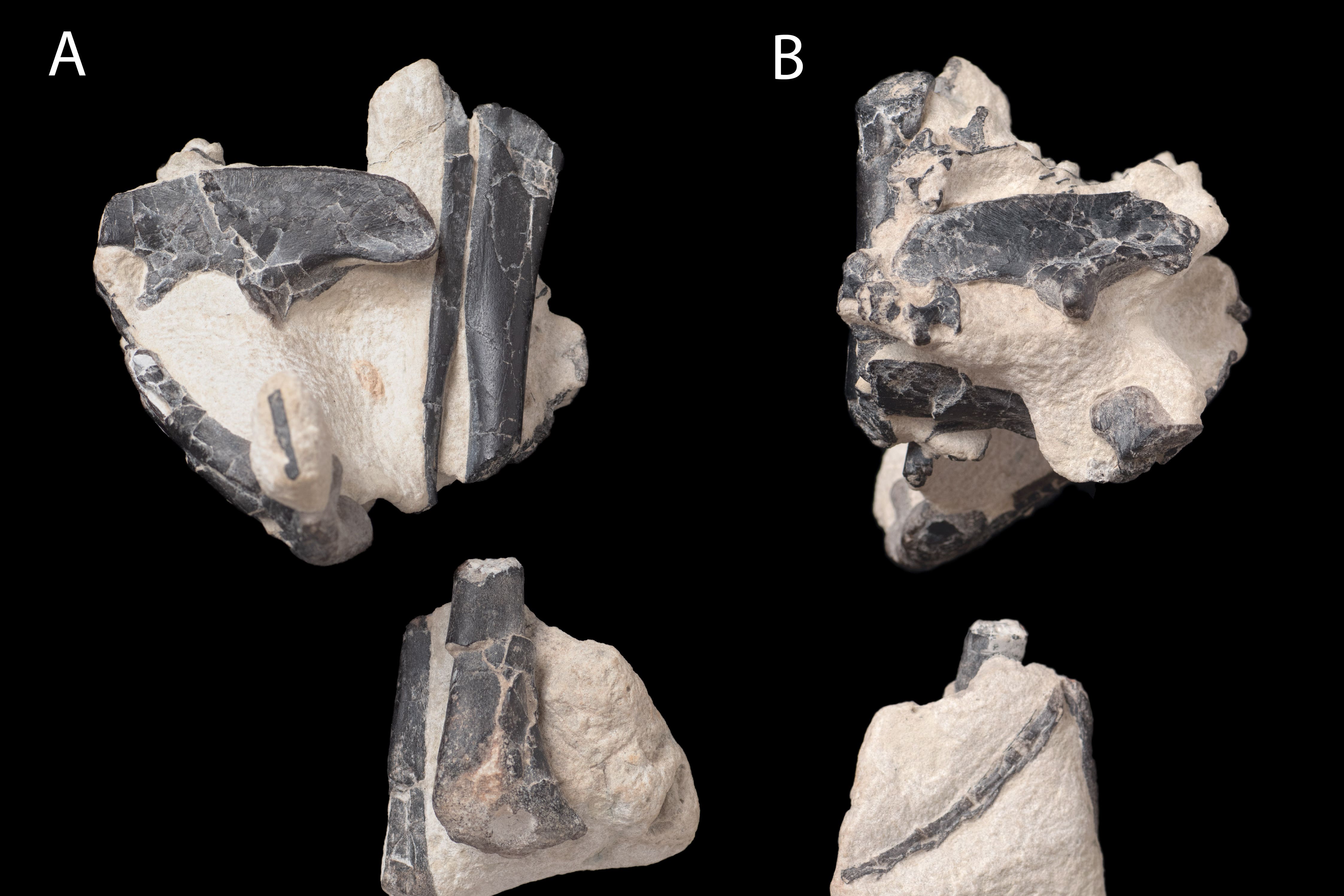 The fossil of a new species of plant-eating dinosaur has been discovered on the Isle of Wight, suggesting Europe had its own family of small herbivorous dinosaurs distinct from Asia and North America (Dr Nicholas Longrich/University of Portsmouth/PA)