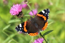Butterfly numbers increase this year but decrease long term, figures show
