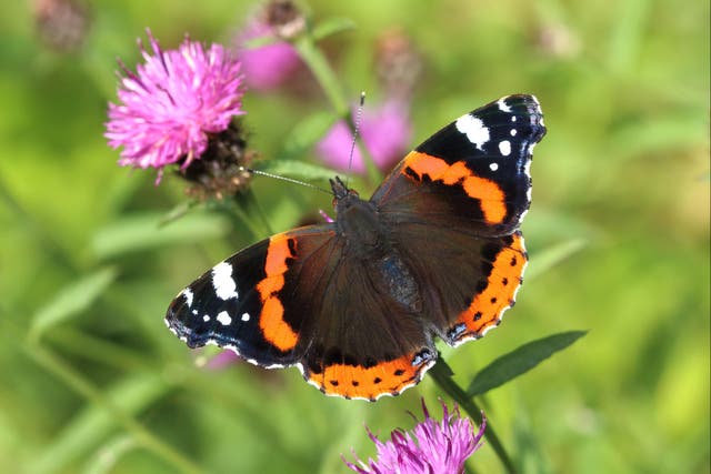 The red admiral was the most-seen butterfly this year, with its number increasing due to climate change (Mark Searle/Butterfly Conservation/PA)