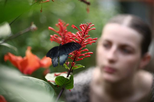 <p>A person looks at a Scarlet Mormon Butterfly resting on a flower inside the Butterfly enclosure at the Zoological Society of London </p>