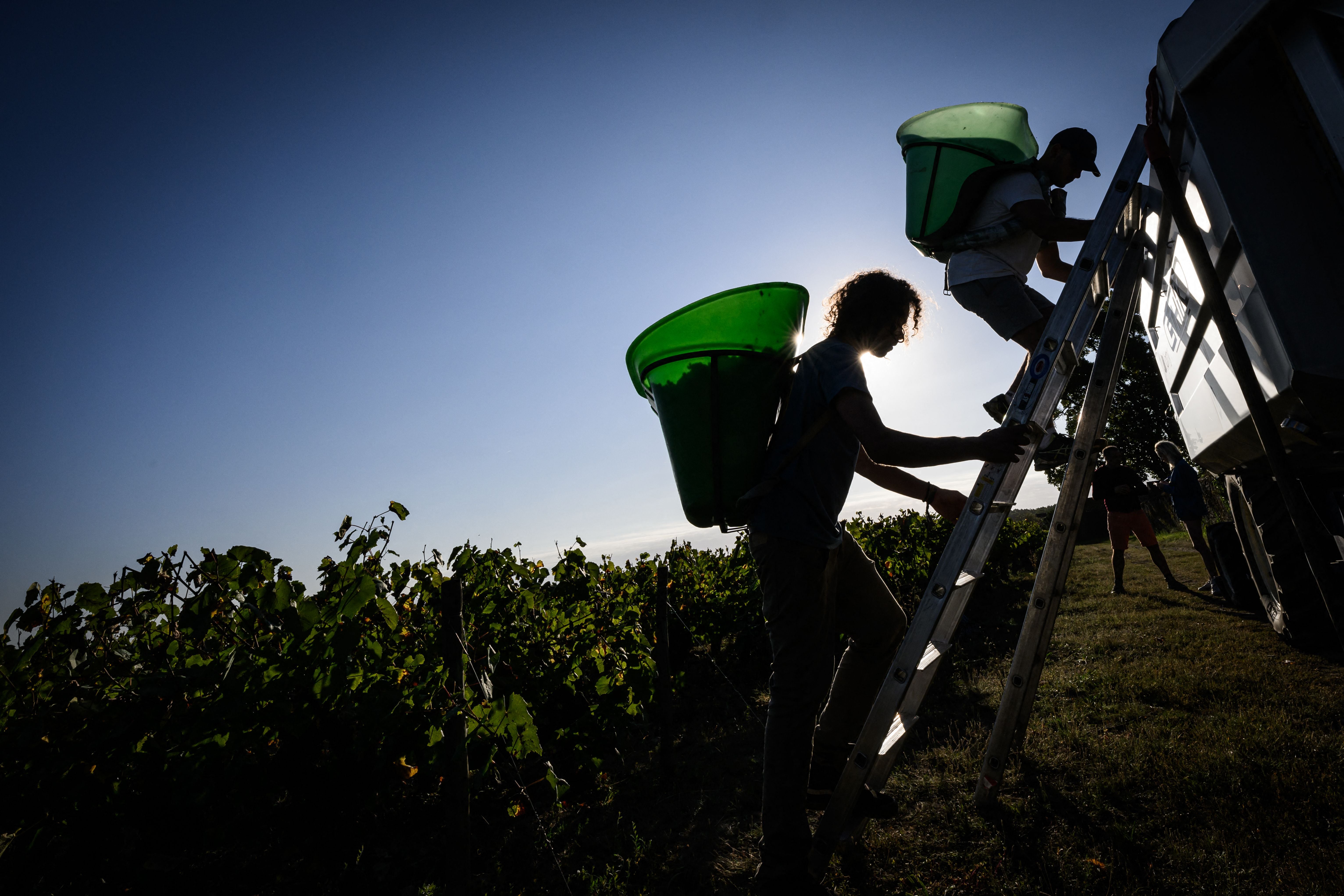 Morning sunlight silhouettes workers as they unload harvested grapes, in a muscadet vineyard, in Chateau-Thebaud, western France, on 13 September