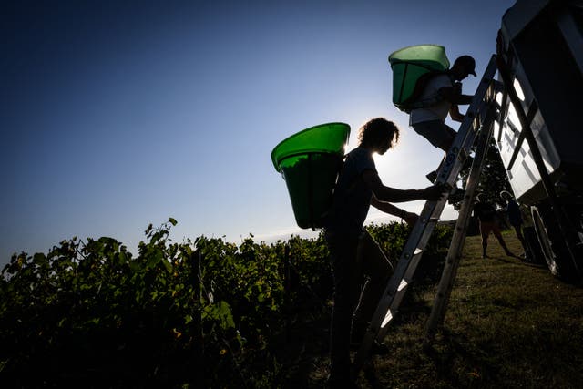 <p>Morning sunlight silhouettes workers as they unload harvested grapes, in a muscadet vineyard, in Chateau-Thebaud, western France, on 13 September</p>