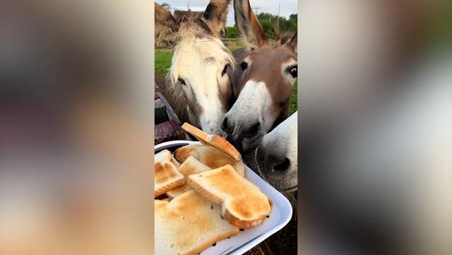 <p>Donkeys enjoy slices of toast for their breakfast at animal sanctuary</p>