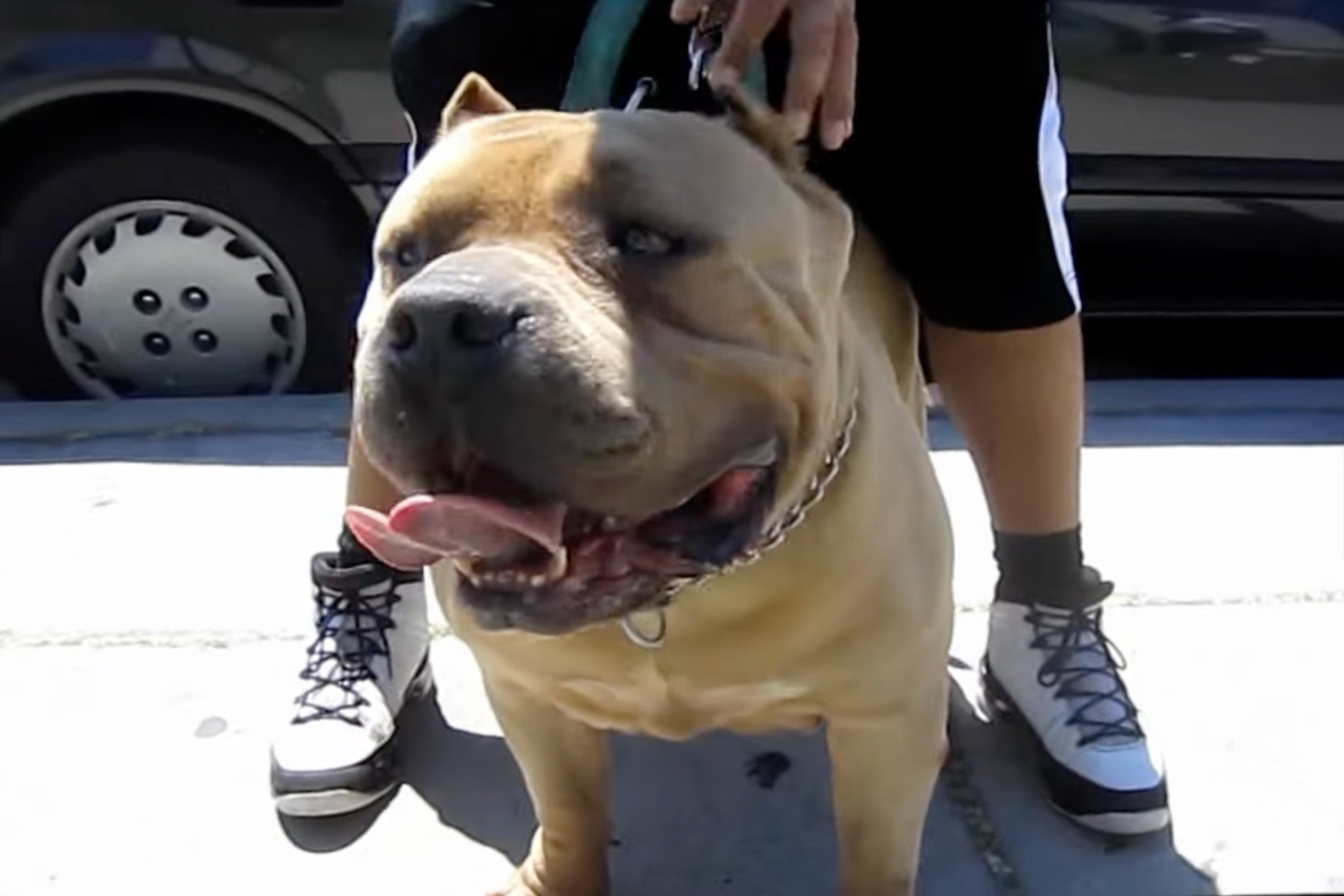 NOT DANGEROUS! THE GIANT XL AMERICAN BULLY DOG 